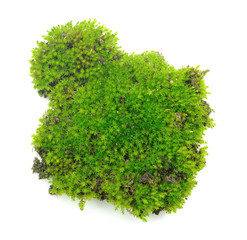 Green moss on white background