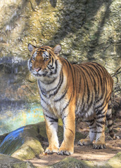 Closeup of a tiger