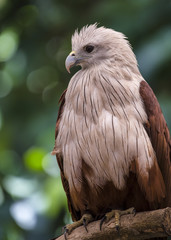 Close up Brahminy Kite (Haliastur indus) 