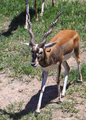 Herd of deer in the meadow