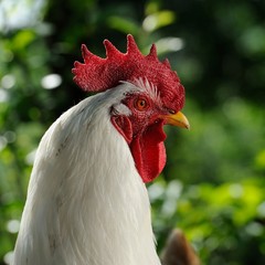 White Rooster (Cockerel) © Vidady