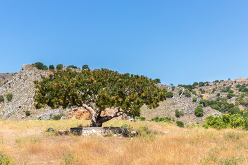 Big tree in Small cretan village in Crete  island, Greece