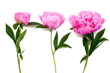 pink peonies isolated on white