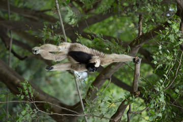 Gibbon