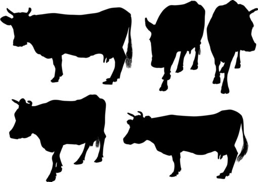 five cows silhouettes isolated on white