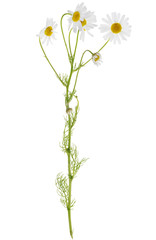 group of  chamomile flowers on single stem © Alexander Potapov