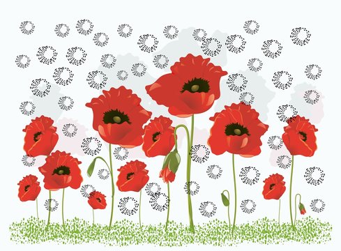 Fototapeta czerwone maki