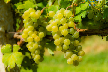 White wine grapes on a wineyard
