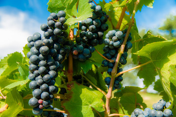 Red wine grapes on a wineyard