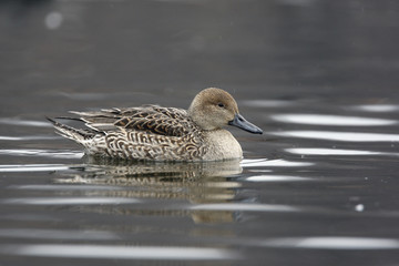 Northern pintail, Anas acuta