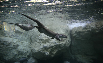 Otter, Lutra lutra