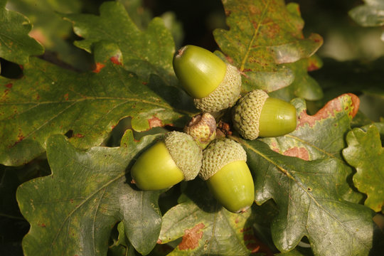 Oak tree, Quercus rober