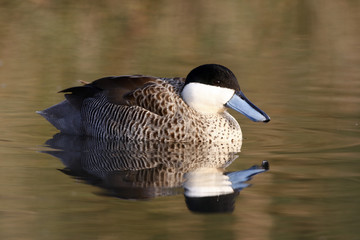 Puna teal, Anas puna