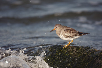 Purple sandpiper, Calidris maritima