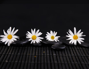 Row of white daisy flowers and zen stone on mat