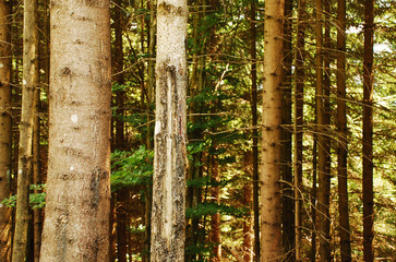 Fototapeta premium Pine Tree Trunks