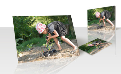 Tirage photo - enfant plantant un pied de tomate