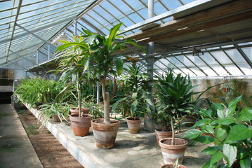 Row of Hothouse Plants