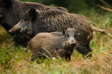 Wild boar juvenile