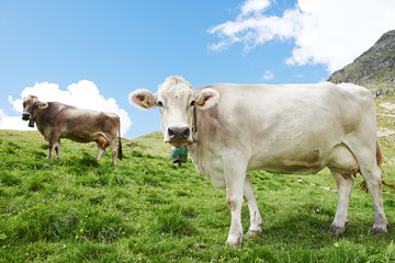 Fototapeta premium Brown cow on green grass pasture