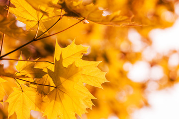 Fototapeta na wymiar Defocus autumnal maple leaves