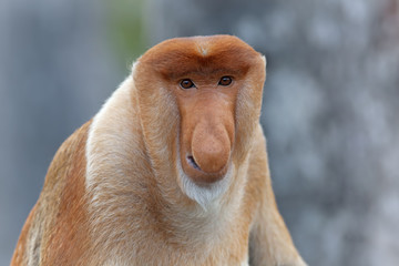 Fototapeta premium Proboscis monkey