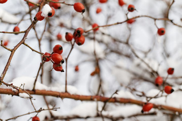 Red rosehip