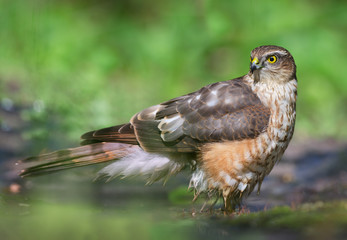 Sparrowhawk