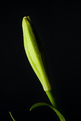 Fototapeta premium スタジオで撮影した百合の花