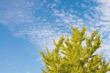 autumn sky and ginkgo tree