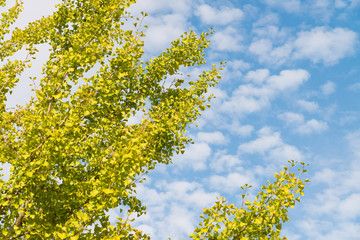 autumn sky and ginkgo tree