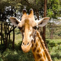 giraffe head with green tree background