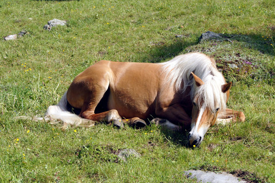 Haflinger,S&uuml;dtirol