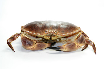 crabe