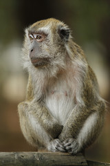 MACAQUE DE JAVA OU MACAQUE CRABIER