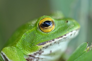 シュレーゲルアオガエル