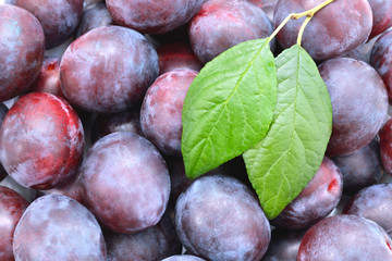Image plums and green leaf