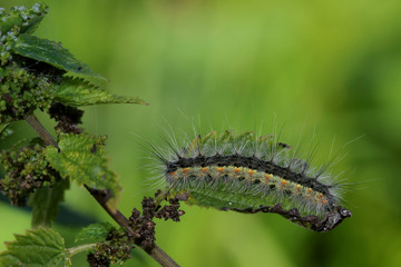 Hairy caterpillar on nettles leaf. Macro