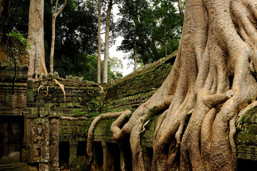 Angkor - cambodia - the Ta Prohm temple covered by huge roots