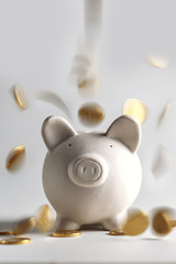 pig