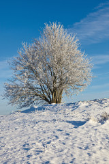 Fototapeta na wymiar Snowy deciduous tree