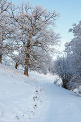 Winter landscape