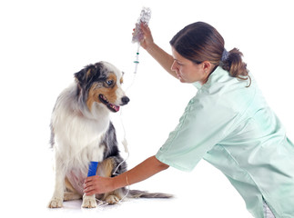 vet and dog