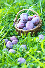 Plums in the basket