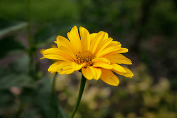 Blume -  gelb