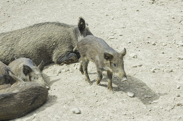 Piglets with his mother