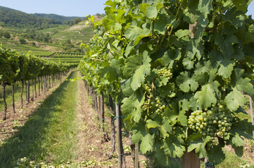 Fototapeta na wymiar Vineyards of Wachau area, Austria