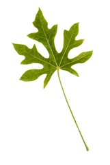 green leaf of Ficus carica tree close up