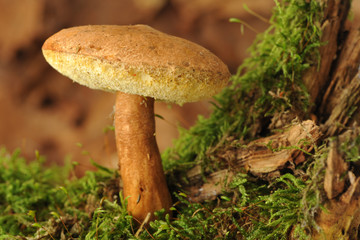 Ein Pilz im Herbstwald
