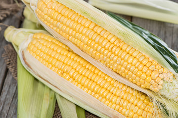 Corncobs on vintage background